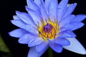 blauwe lotus truffelceremonie